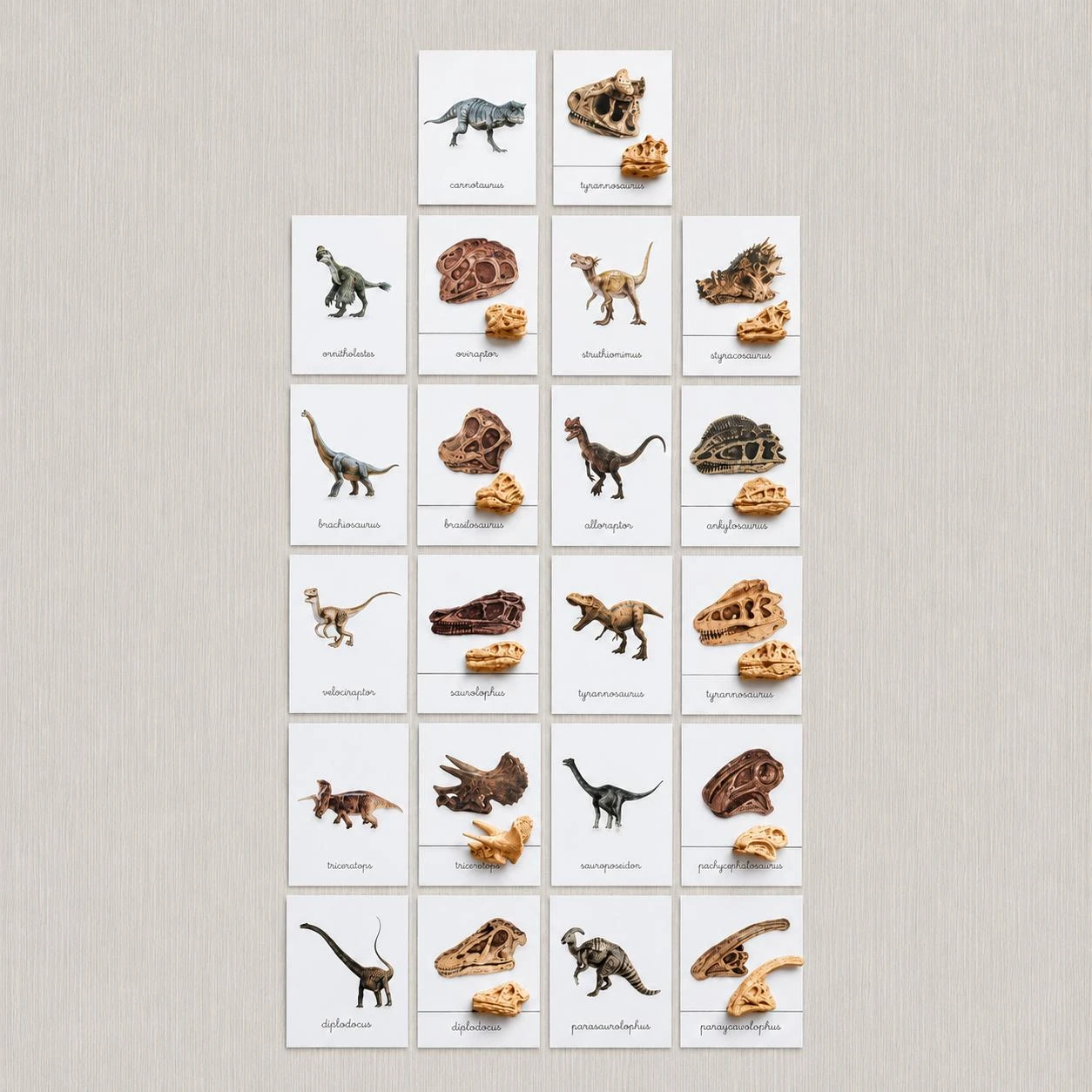 Kit nomenclatures des dinosaures avec crânes Montessori